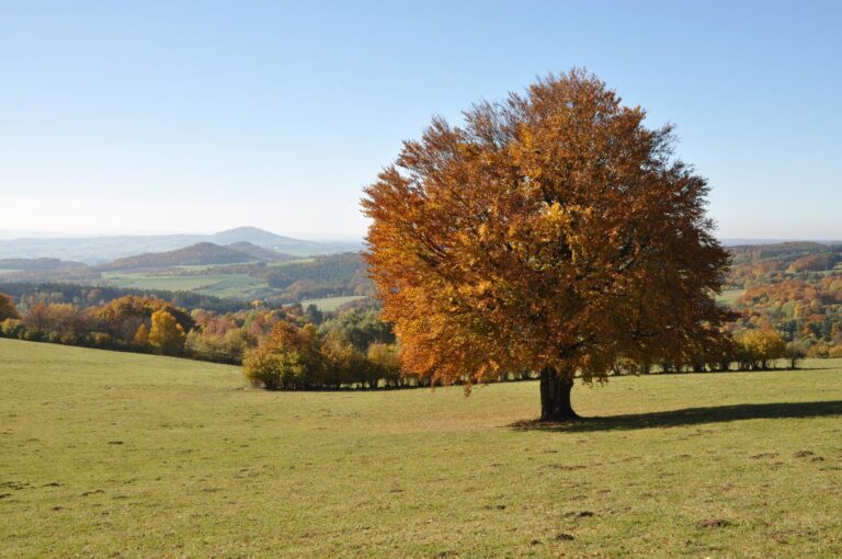 Baum auf grüner Wiese